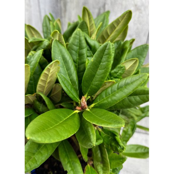 'Teuvo' - różanecznik wielkokwiatowy
Rhododendron hybridum 'Teuvo'