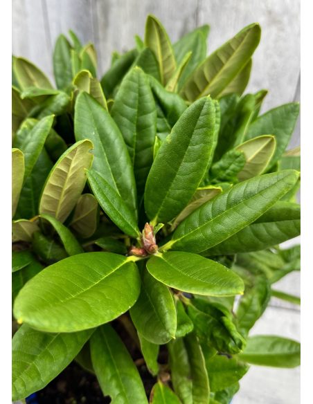 'Teuvo' - różanecznik wielkokwiatowy
Rhododendron hybridum 'Teuvo' 'Teuvo' - różanecznik wielkokwiatowy
Rhododendron hybridum 'Teuvo'