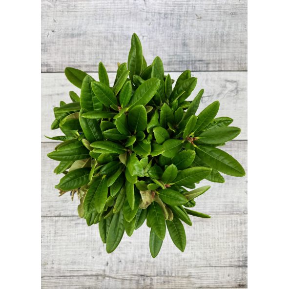 'Teuvo' - różanecznik wielkokwiatowy
Rhododendron hybridum 'Teuvo'