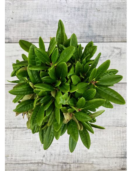 'Teuvo' - różanecznik wielkokwiatowy
Rhododendron hybridum 'Teuvo' 'Teuvo' - różanecznik wielkokwiatowy
Rhododendron hybridum 'Teuvo'