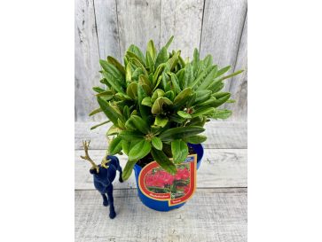 'Teuvo' - różanecznik wielkokwiatowy
Rhododendron hybridum 'Teuvo' 2