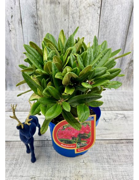 'Teuvo' - różanecznik wielkokwiatowy
Rhododendron hybridum 'Teuvo' 'Teuvo' - różanecznik wielkokwiatowy
Rhododendron hybridum 'Teuvo'