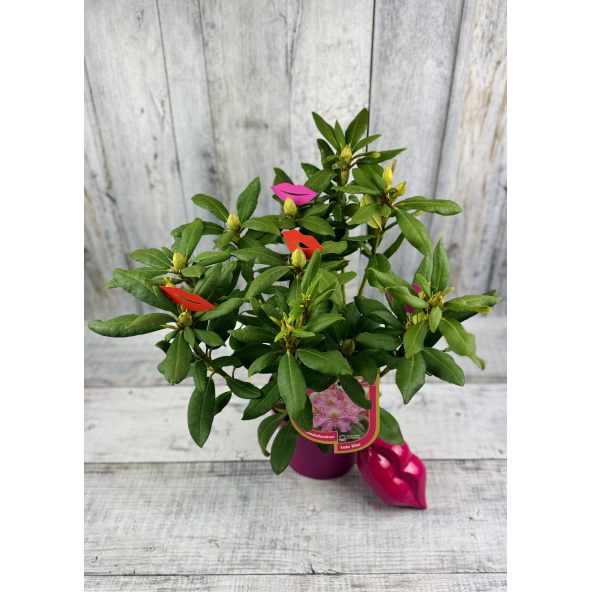 'Late Kiss' - różanecznik wielkokwiatowy
Rhododendron hybridum 'Late Kiss'