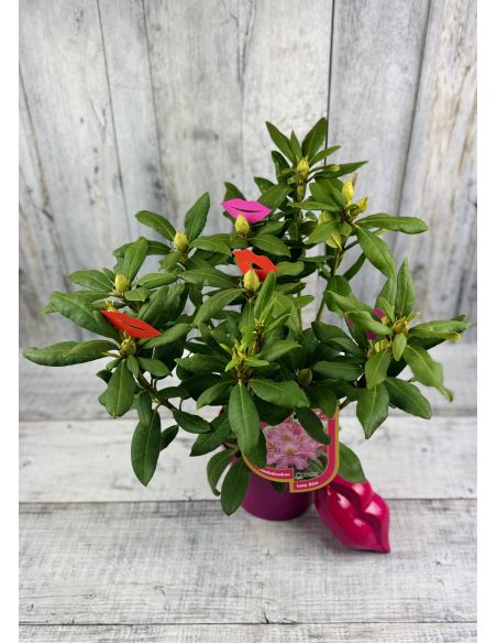 'Late Kiss' - różanecznik wielkokwiatowy
Rhododendron hybridum 'Late Kiss'