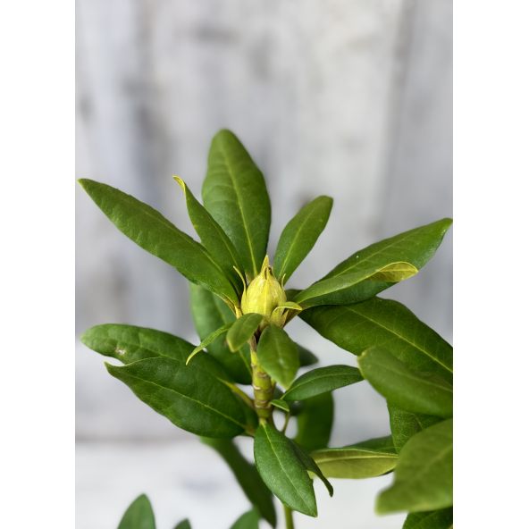 'Late Kiss' - różanecznik wielkokwiatowy
Rhododendron hybridum 'Late Kiss'