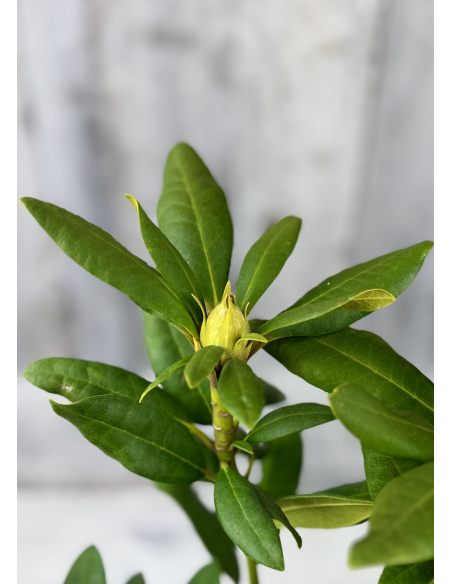 'Late Kiss' - różanecznik wielkokwiatowy
Rhododendron hybridum 'Late Kiss'