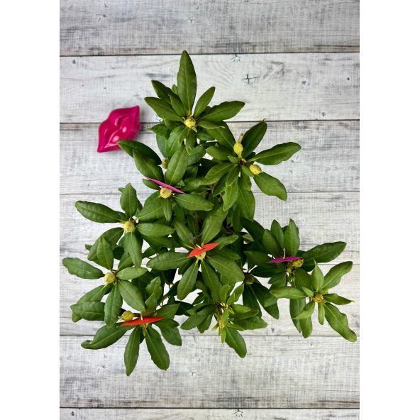 'Late Kiss' - różanecznik wielkokwiatowy
Rhododendron hybridum 'Late Kiss'