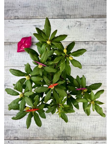 'Late Kiss' - różanecznik wielkokwiatowy
Rhododendron hybridum 'Late Kiss'