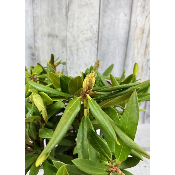 'Neon Kiss' - różanecznik wielkokwiatowy
Rhododendron hybridum 'Neon Kiss'