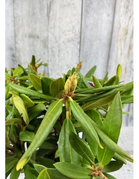 'Neon Kiss' - różanecznik wielkokwiatowy
Rhododendron hybridum 'Neon Kiss'