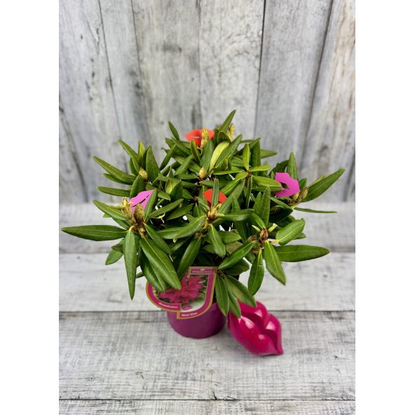 'Neon Kiss' - różanecznik wielkokwiatowy
Rhododendron hybridum 'Neon Kiss'