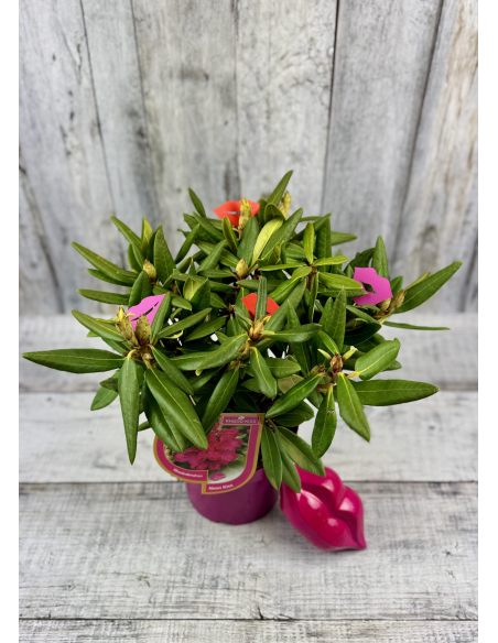 'Neon Kiss' - różanecznik wielkokwiatowy
Rhododendron hybridum 'Neon Kiss'