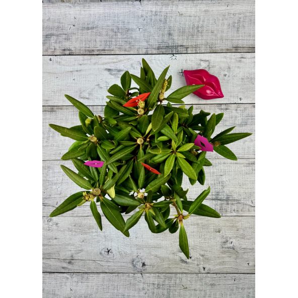 'Neon Kiss' - różanecznik wielkokwiatowy
Rhododendron hybridum 'Neon Kiss'