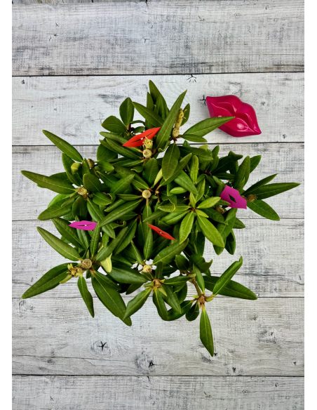 'Neon Kiss' - różanecznik wielkokwiatowy
Rhododendron hybridum 'Neon Kiss'