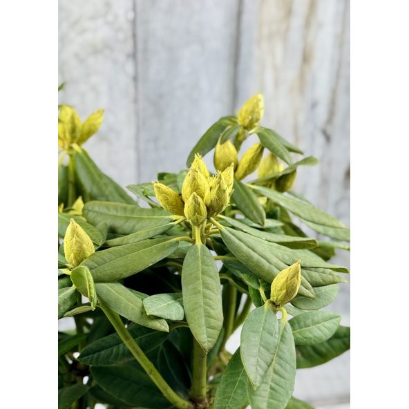 'Double Kiss' - różanecznik wielkokwiatowy
Rhododendron hybridum 'Double Kiss'