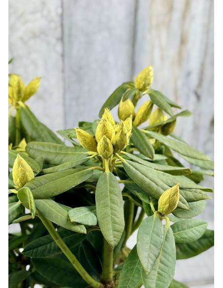 'Double Kiss' - różanecznik wielkokwiatowy
Rhododendron hybridum 'Double Kiss'