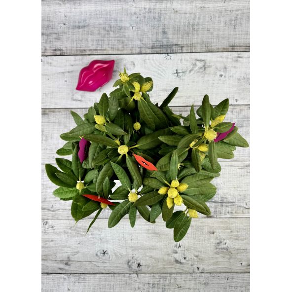 'Double Kiss' - różanecznik wielkokwiatowy
Rhododendron hybridum 'Double Kiss'