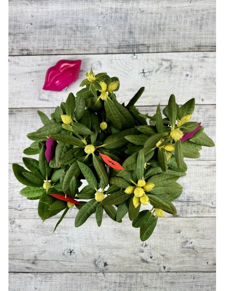 'Double Kiss' - różanecznik wielkokwiatowy
Rhododendron hybridum 'Double Kiss'