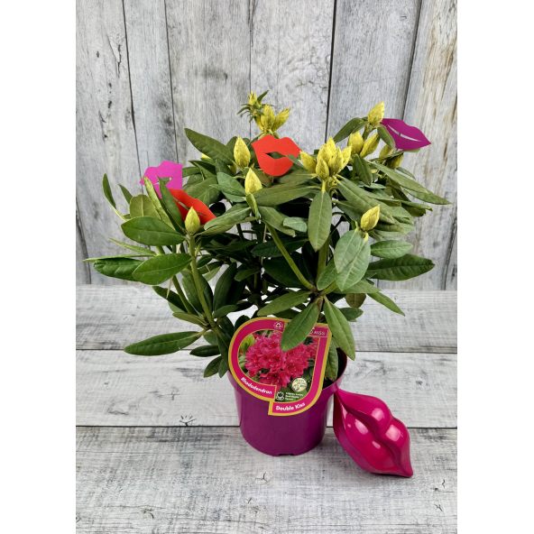 'Double Kiss' - różanecznik wielkokwiatowy
Rhododendron hybridum 'Double Kiss'