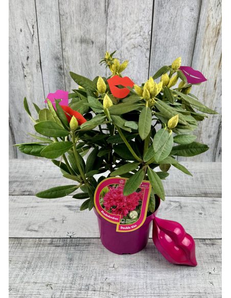 'Double Kiss' - różanecznik wielkokwiatowy
Rhododendron hybridum 'Double Kiss'