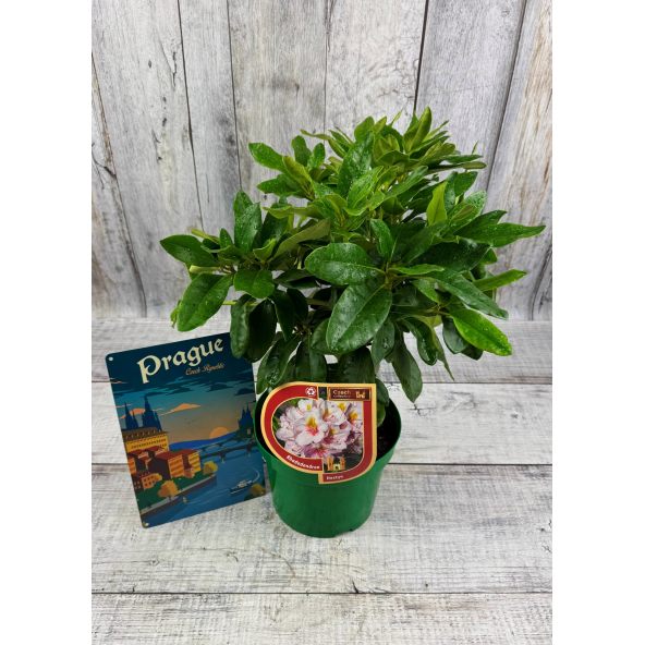 'Hostýn' różanecznik wielkokwiatowy
Rhododendron hybridum 'Hostýn'