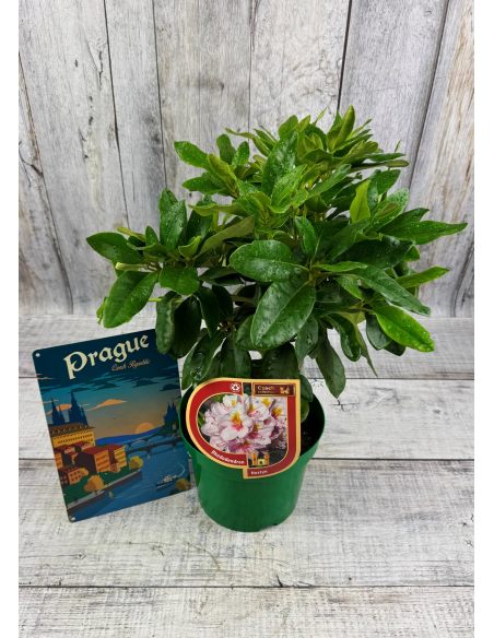 'Hostýn' różanecznik wielkokwiatowy
Rhododendron hybridum 'Hostýn'