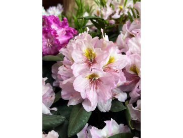 'Hostýn' różanecznik wielkokwiatowy
Rhododendron hybridum 'Hostýn'