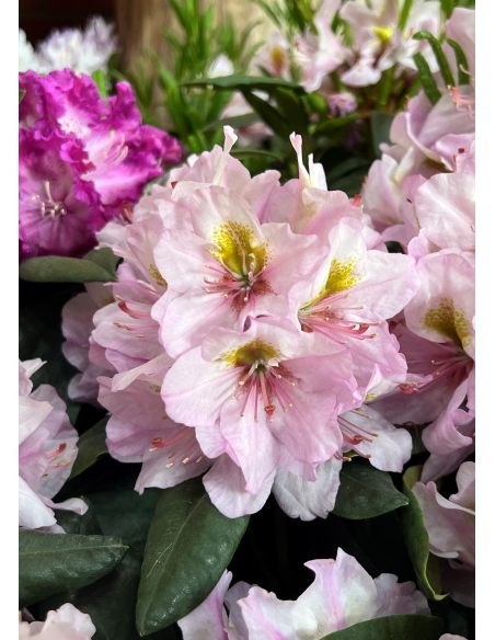 'Hostýn' różanecznik wielkokwiatowy
Rhododendron hybridum 'Hostýn'