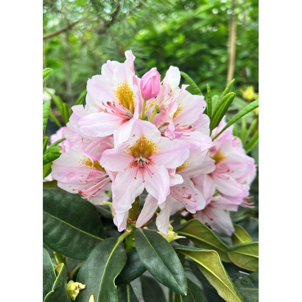 'Hostýn' różanecznik wielkokwiatowy
Rhododendron hybridum 'Hostýn'