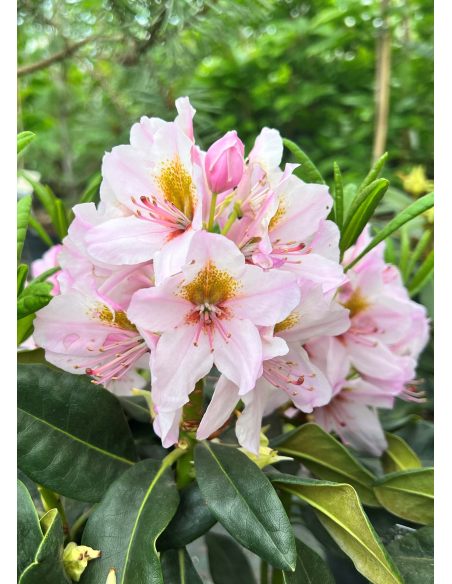 'Hostýn' różanecznik wielkokwiatowy
Rhododendron hybridum 'Hostýn'