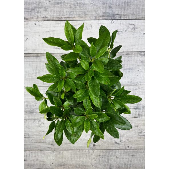 'Hostýn' różanecznik wielkokwiatowy
Rhododendron hybridum 'Hostýn'