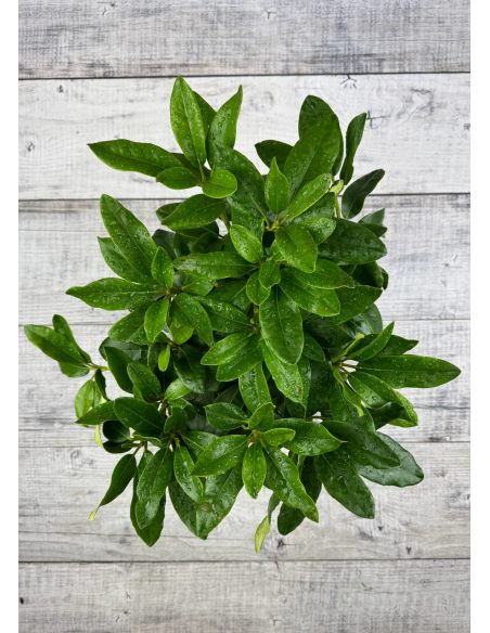 'Hostýn' różanecznik wielkokwiatowy
Rhododendron hybridum 'Hostýn'