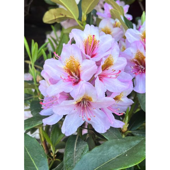'Hostýn' różanecznik wielkokwiatowy
Rhododendron hybridum 'Hostýn'