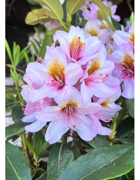 'Hostýn' różanecznik wielkokwiatowy
Rhododendron hybridum 'Hostýn'