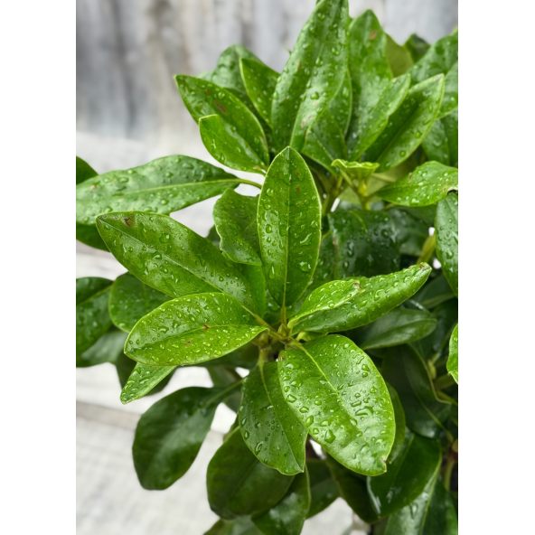 'Hostýn' różanecznik wielkokwiatowy
Rhododendron hybridum 'Hostýn'