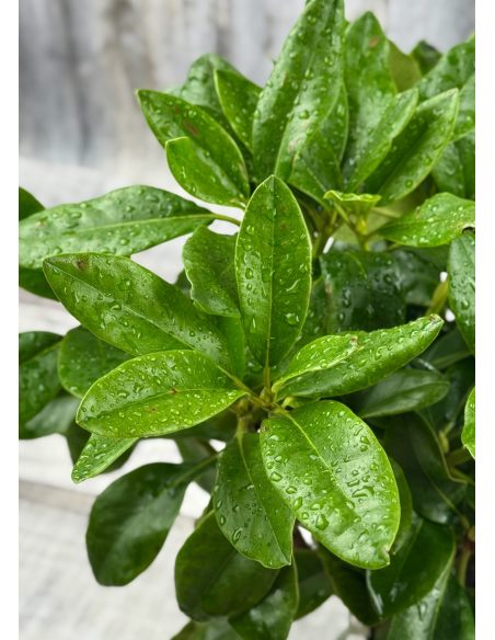 'Hostýn' różanecznik wielkokwiatowy
Rhododendron hybridum 'Hostýn'