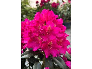 'Klíč' - różanecznik wielkokwiatowy
Rhododendro hybridum 'Klíč'