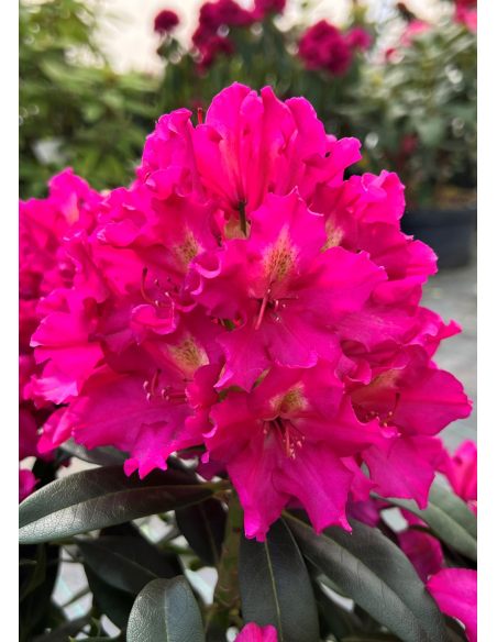 'Klíč' - różanecznik wielkokwiatowy
Rhododendro hybridum 'Klíč'