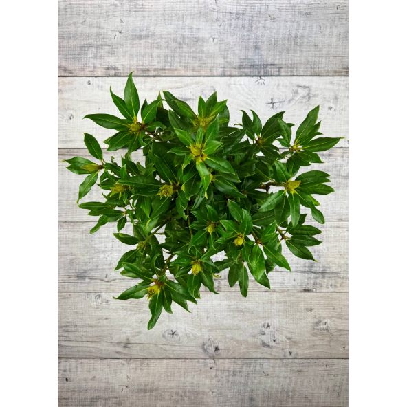 'Klíč' - różanecznik wielkokwiatowy
Rhododendro hybridum 'Klíč'