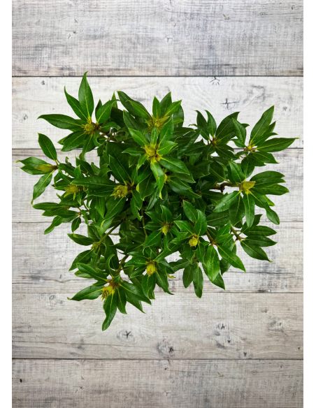 'Klíč' - różanecznik wielkokwiatowy
Rhododendro hybridum 'Klíč'