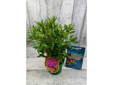 'Klíč' - różanecznik wielkokwiatowy
Rhododendro hybridum 'Klíč' 2