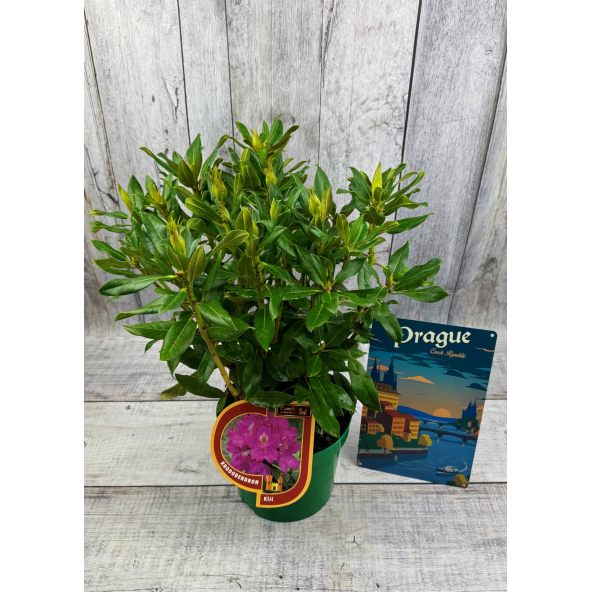 'Klíč' - różanecznik wielkokwiatowy
Rhododendro hybridum 'Klíč'