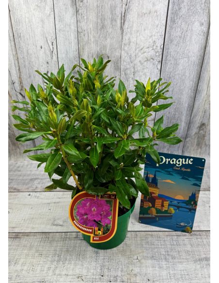 'Klíč' - różanecznik wielkokwiatowy
Rhododendro hybridum 'Klíč'