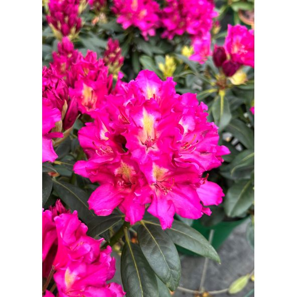 'Klíč' - różanecznik wielkokwiatowy
Rhododendro hybridum 'Klíč'