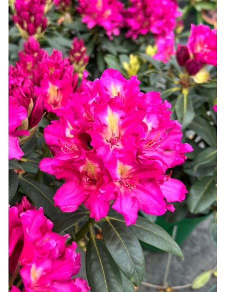 'Klíč' - różanecznik wielkokwiatowy
Rhododendro hybridum 'Klíč'