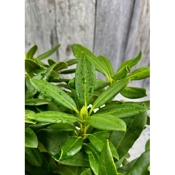 'Klíč' - różanecznik wielkokwiatowy
Rhododendro hybridum 'Klíč'