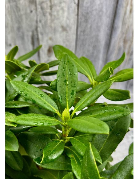 'Klíč' - różanecznik wielkokwiatowy
Rhododendro hybridum 'Klíč'