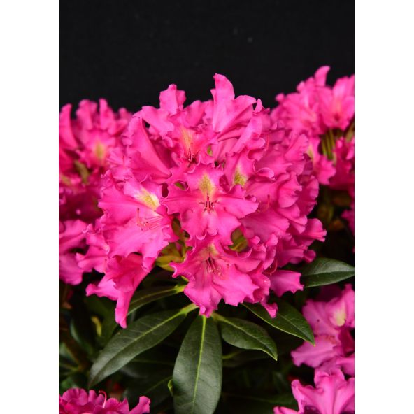 'Klíč' - różanecznik wielkokwiatowy
Rhododendro hybridum 'Klíč'