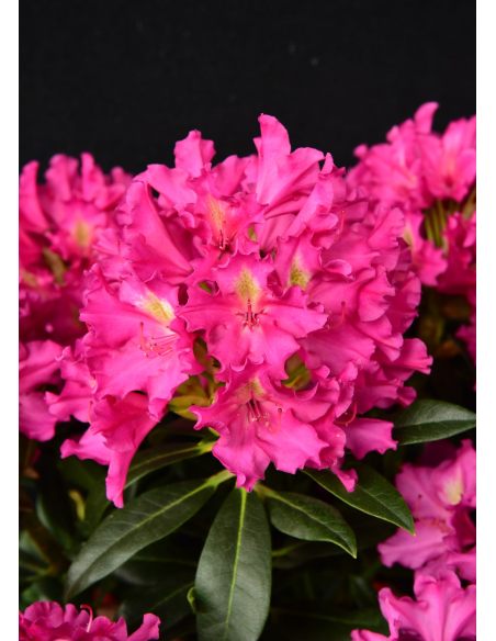 'Klíč' - różanecznik wielkokwiatowy
Rhododendro hybridum 'Klíč'