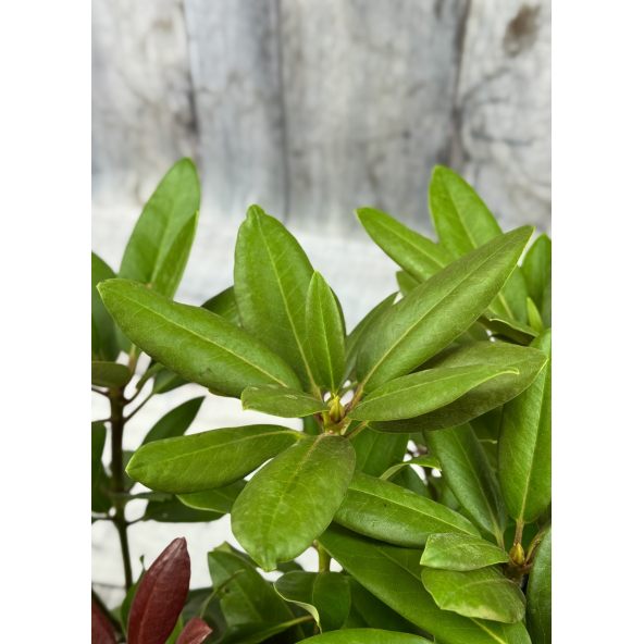 'Klínovec' - różanecznik wielkokwiatowy
Rhododendron hybridum 'Klínovec'